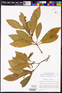 Illicium parviflorum image