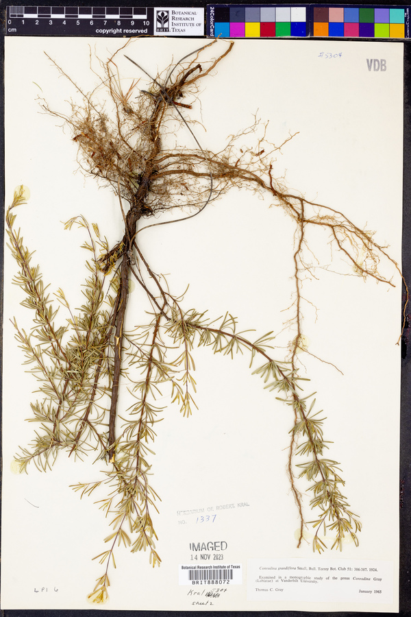 Conradina grandiflora image