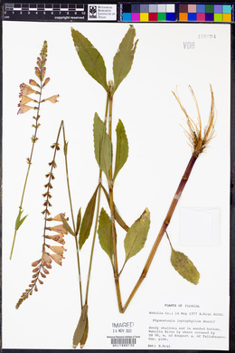 Physostegia leptophylla image