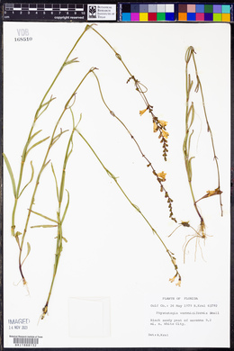 Physostegia veroniciformis image