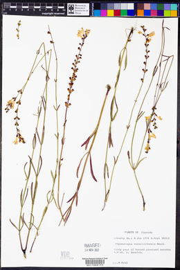 Physostegia veroniciformis image