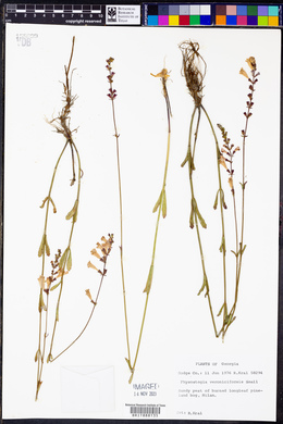 Physostegia veroniciformis image