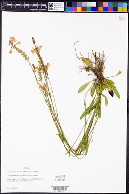 Physostegia veroniciformis image