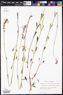 Physostegia veroniciformis image