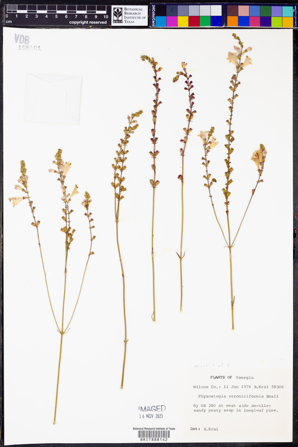 Physostegia veroniciformis image