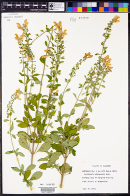 Scutellaria alabamensis image