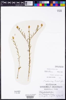 Polygala curtissii image