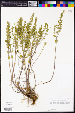 Scutellaria thieretii image