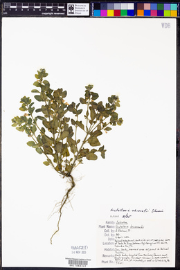 Scutellaria thieretii image