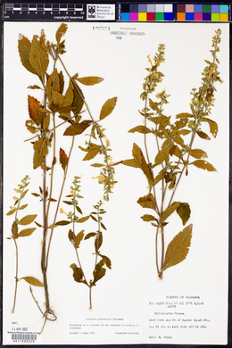 Scutellaria alabamensis image