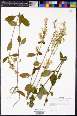 Scutellaria alabamensis image