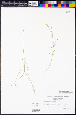 Polygala verticillata image