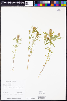 Polygala cruciata image