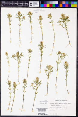 Polygala cruciata image