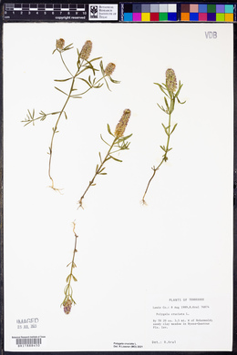 Polygala cruciata image