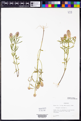 Polygala cruciata image