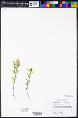 Polygala cruciata image