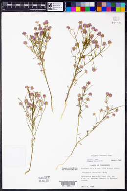 Polygala curtissii image