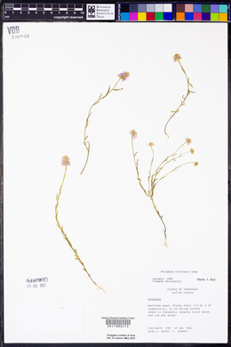 Polygala curtissii image