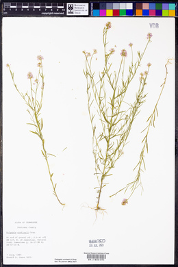 Polygala curtissii image