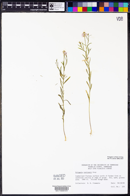 Polygala curtissii image