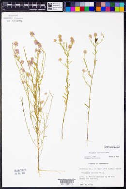 Polygala mariana image