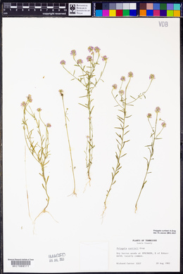 Polygala curtissii image