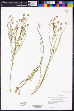 Polygala curtissii image