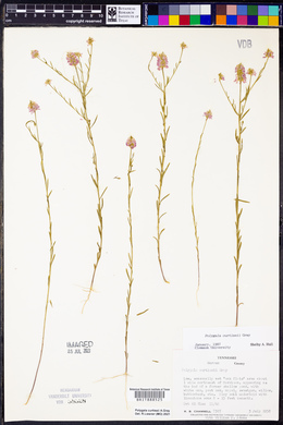 Polygala curtissii image