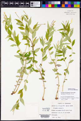 Polygala senega image