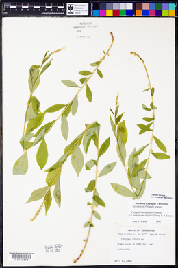 Polygala senega image