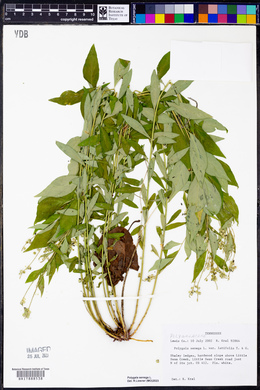 Polygala senega image