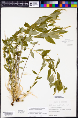 Polygala lonchophylla image