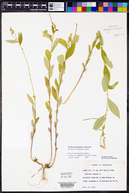 Polygala senega image