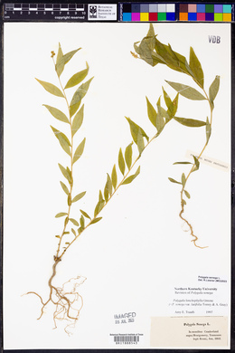 Polygala lonchophylla image