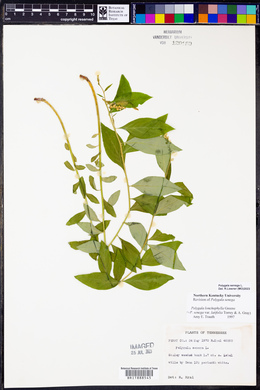 Polygala senega image