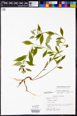 Polygala senega image