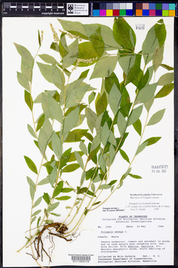 Polygala senega image