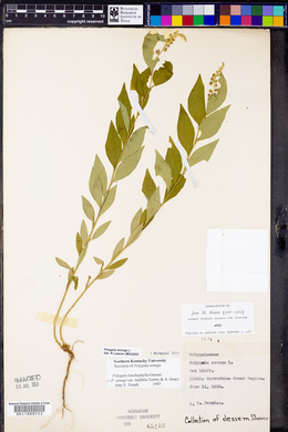 Polygala lonchophylla image