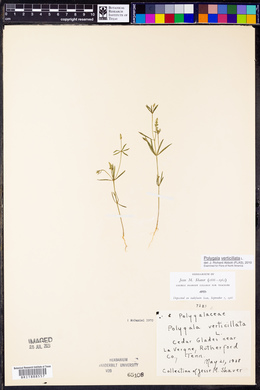 Polygala verticillata image