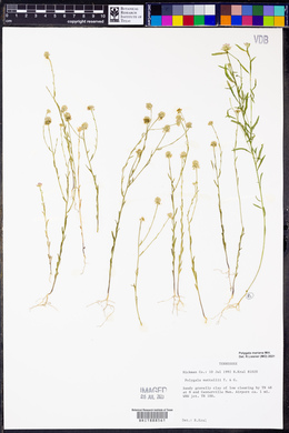 Polygala nuttallii image