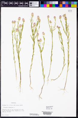 Polygala sanguinea image