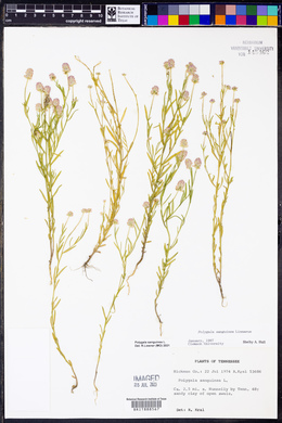 Polygala sanguinea image