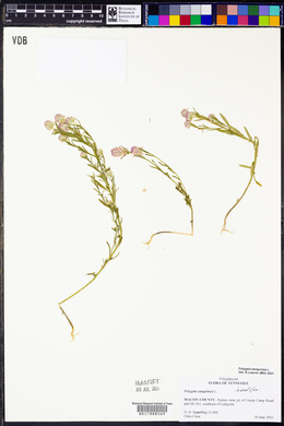 Polygala sanguinea image