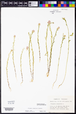 Polygala sanguinea image