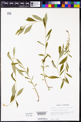 Polygala lonchophylla image