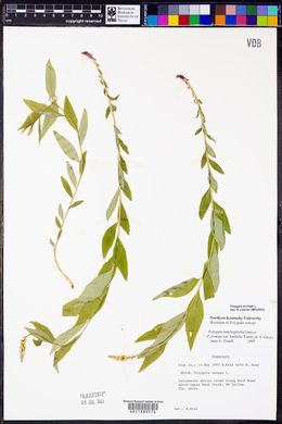 Polygala senega image