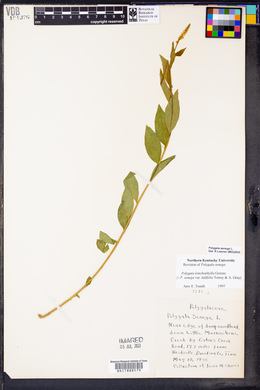 Polygala lonchophylla image