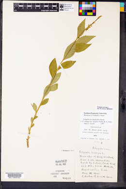 Polygala senega image