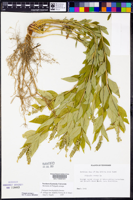Polygala senega image